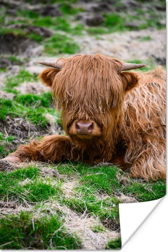 Papier poster au repos des Highlands écossais 120x180 cm - Tirage photo sur Poster (décoration murale salon / chambre) / Poster Animaux sauvages XXL / Groot format!