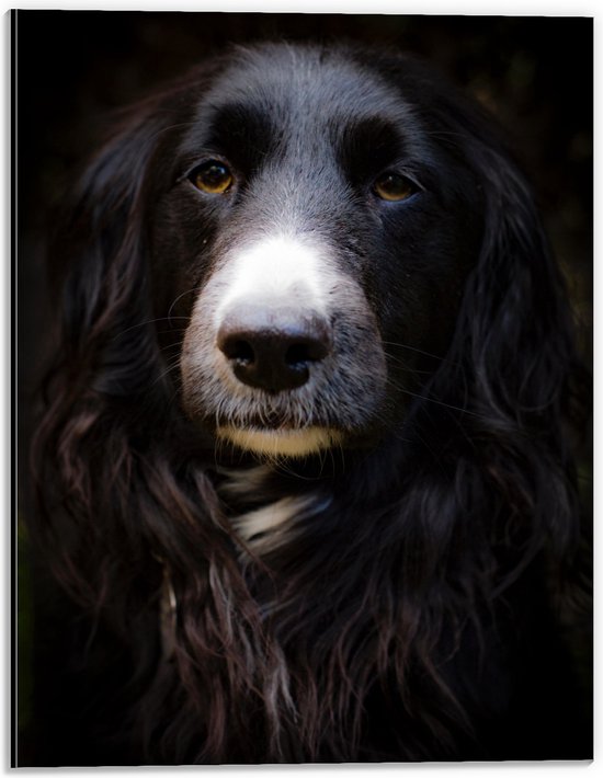 WallClassics - Dibond - Zwarte Hond met Witte Neus - 30x40 cm Foto op Aluminium (Met Ophangsysteem)