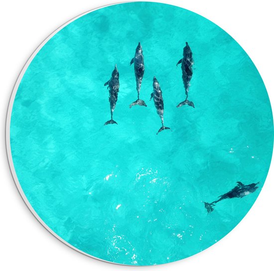 WallClassics - PVC Schuimplaat Muurcirkel - Dolfijnen in Helder Blauw Water - 20x20 cm Foto op Muurcirkel (met ophangsysteem)