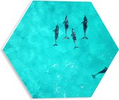 WallClassics - PVC Schuimplaat Hexagon - Dolfijnen in Helder Blauw Water - 30x26.1 cm Foto op Hexagon (Met Ophangsysteem)