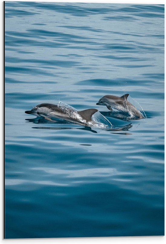 WallClassics - Dibond - Dolfijnen boven de Zee - 40x60 cm Foto op Aluminium (Met Ophangsysteem)