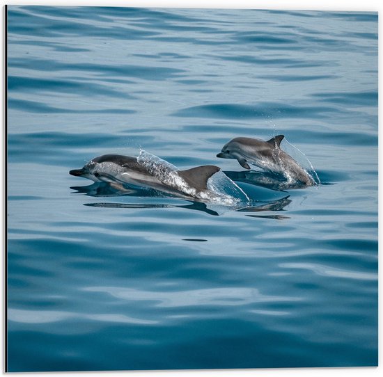 WallClassics - Dibond - Dauphins au-dessus de la mer - 50x50 cm Photo sur Aluminium (Décoration murale en métal)