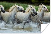 Poster Paarden - Water - Natuur - 60x40 cm