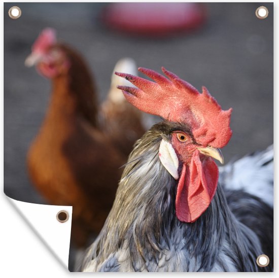 Een vogelhuisje in je tuin: 10 tips voor de juiste afmetingen én het