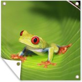 Affiche de Jardin Grenouille macaque aux yeux rouges sur une feuille au Costa Rica - 200x200 cm - Toile de jardin - Affiche d'extérieur