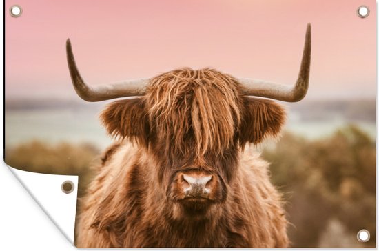 Affiche de jardin Vache - Highlander écossais - Animal - 120x80 cm - Jardin