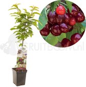 Prunus avium Sylvia | zoete kers | zuilvorm