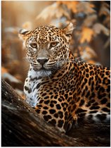 Poster Glanzend – Panter in de Boom - 30x40 cm Foto op Posterpapier met Glanzende Afwerking