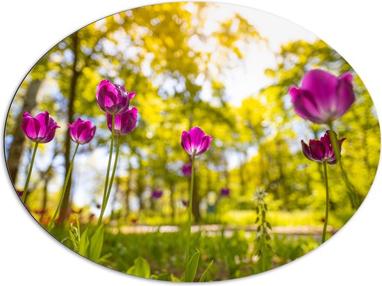 Dibond Ovaal - Tulpen bij Elkaar in een Bos - 96x72 cm Foto op Ovaal (Met Ophangsysteem)