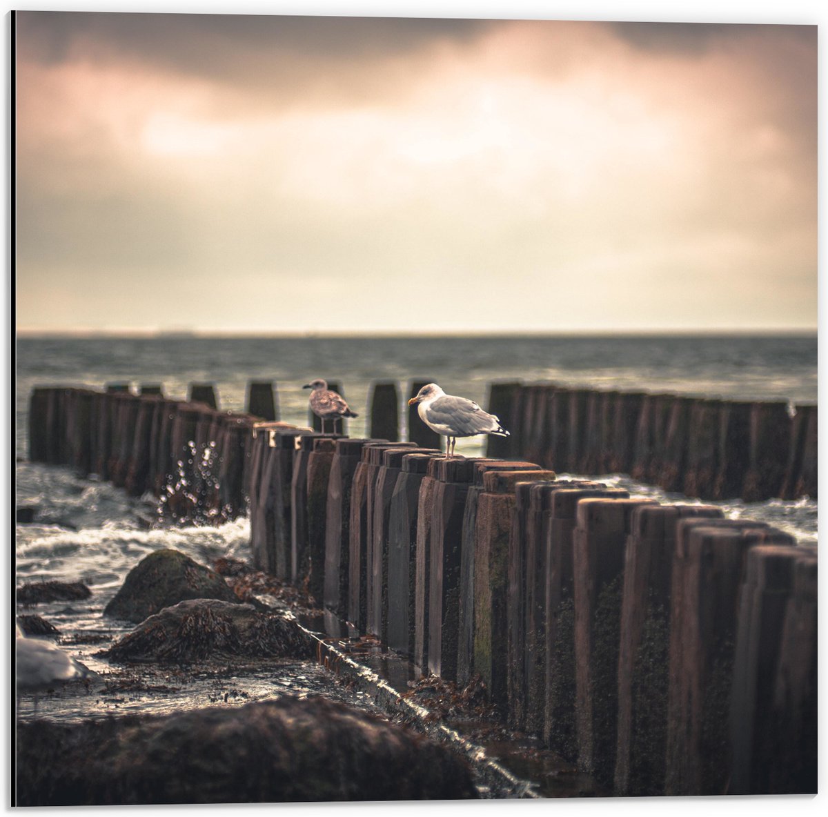 Dibond - Meeuwen op Houten Palen bij de Zee - 50x50 cm Foto op Aluminium (Met Ophangsystee