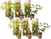 Plant in a Box - Hortensia Paniculata Mix x6 - Hortensia Paniculata 'Pink Lady', 'Phantom', 'Silver Dollar' - Perfect voor in de tuin! - Pot 9cm - Hoogte 25-35cm