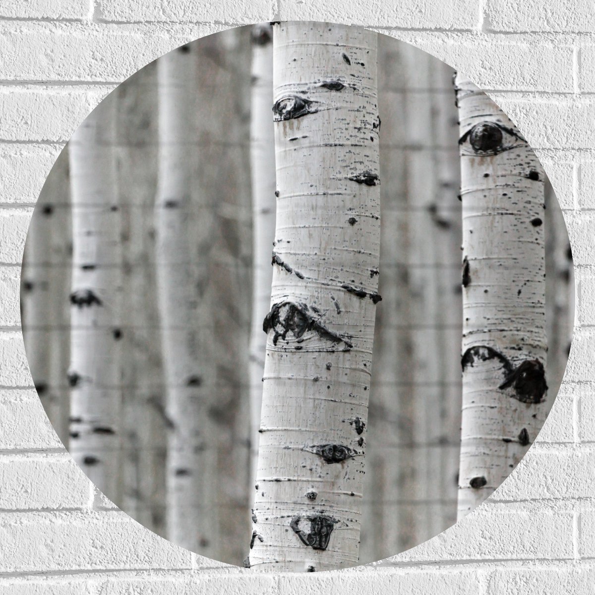 Muursticker Cirkel - Bos van Smalle Berkenstammen - 70x70 cm Foto op Muursticker