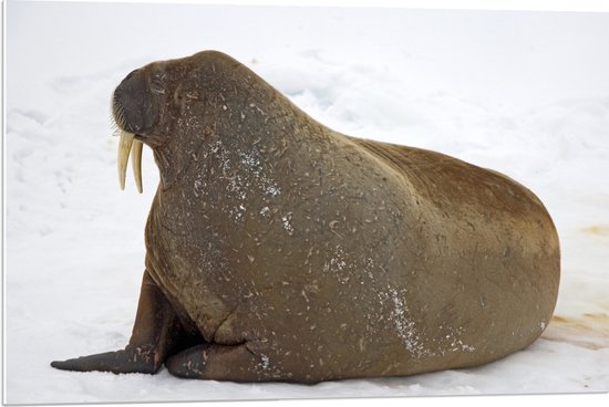 WallClassics - PVC Schuimplaat - Wegkijkende Walrus in Sneeuwlandschap - 90x60 cm Foto op PVC Schuimplaat (Met Ophangsysteem)