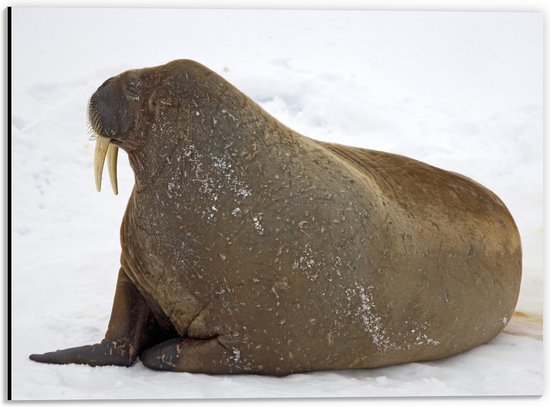 WallClassics - Dibond - Wegkijkende Walrus in Sneeuwlandschap - 40x30 cm Foto op Aluminium (Wanddecoratie van metaal)