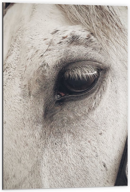 WallClassics - Dibond - Oog van Witte Schimmel Paard - 60x90 cm Foto op Aluminium (Met Ophangsysteem)