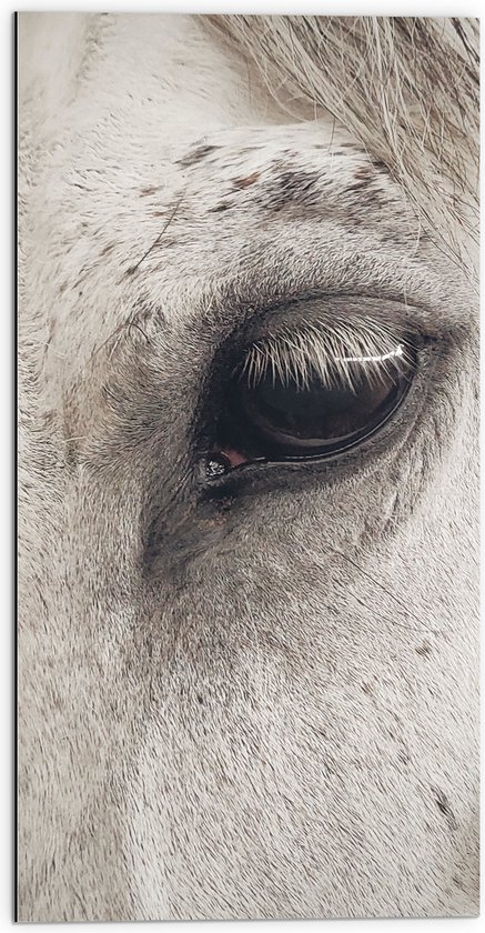 WallClassics - Dibond - Oog van Witte Schimmel Paard - 50x100 cm Foto op Aluminium (Wanddecoratie van metaal)