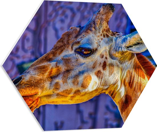 WallClassics - PVC Schuimplaat Hexagon - Zijaanzicht van Etende Giraffe - 60x52.2 cm Foto op Hexagon (Met Ophangsysteem)