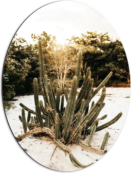 Dibond Ovaal - Groep Cactussen bij Bosrand in de Duinen - 51x68 cm Foto op Ovaal (Met Ophangsysteem)