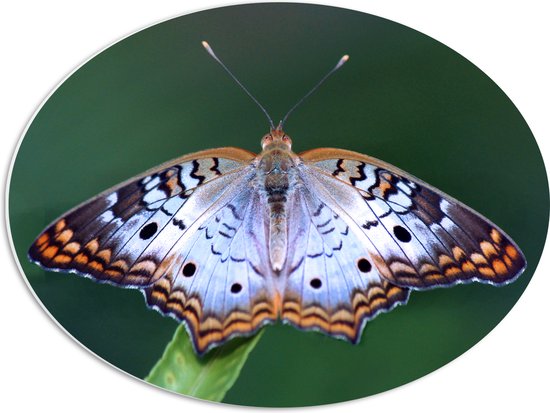 PVC Schuimplaat Ovaal - Anartia jatrophae Blauw met Bruine Vlinder - 56x42 cm Foto op Ovaal (Met Ophangsysteem)