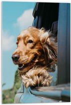 WallClassics - Acrylglas - Bruine Hond hangend uit Autoraam - 50x75 cm Foto op Acrylglas (Met Ophangsysteem)