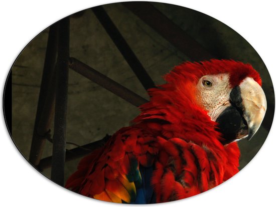 WallClassics - Dibond Ovaal - Tropische Vogel - Papegaai - 68x51 cm Foto op Ovaal (Met Ophangsysteem)