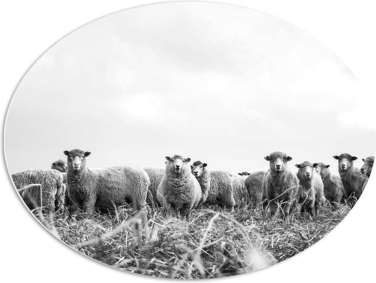 WallClassics - PVC Schuimplaat Ovaal - Kudde Schapen in het Weiland - 68x51 cm Foto op Ovaal (Met Ophangsysteem)