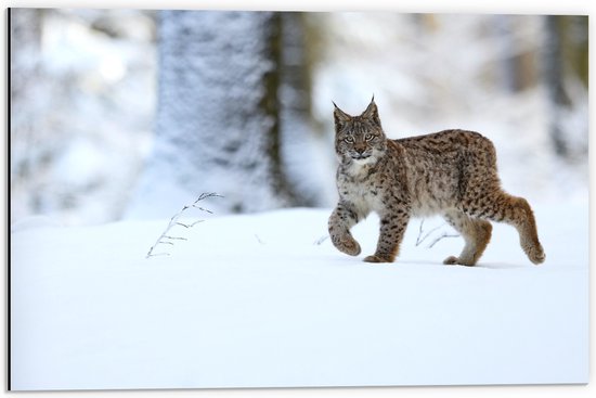 Dibond - Sluipende Lynx door Winter Landschap - 60x40 cm Foto op Aluminium (Wanddecoratie van metaal)