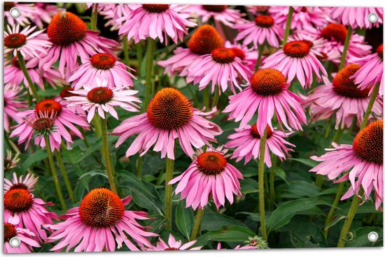 Tuinposter – Veld vol Roze Open Bloemetjes - 75x50 cm Foto op Tuinposter (wanddecoratie voor buiten en binnen)