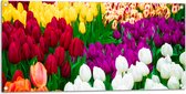 Tuinposter – Tulpenveld met Verschillende Felle Kleuren Tulpen - 100x50 cm Foto op Tuinposter (wanddecoratie voor buiten en binnen)
