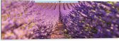 Dibond - Pad naar Boom in het Lavendelveld - 120x40 cm Foto op Aluminium (Met Ophangsysteem)