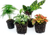 Bol.com Terrarium planten - Lancifolia - 4 planten - Baby en mini plantjes voor in je ecosysteem of terrarium - urbanjngl aanbieding