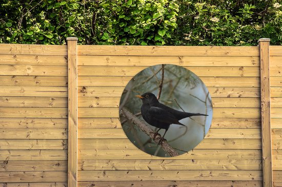Garden Circle Vogel - Blackbird - Branches - Animaux - 120x120 cm - Affiche Ronde de Jardin - Extérieur XXL / Groot format !