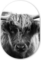 Tableau ovale mural - Décoration murale ovale en plastique - Peinture ovale - Highlander écossais - Vache - Herbe - Animaux - Nature - 40 x 60 cm - Miroir ovale en plastique