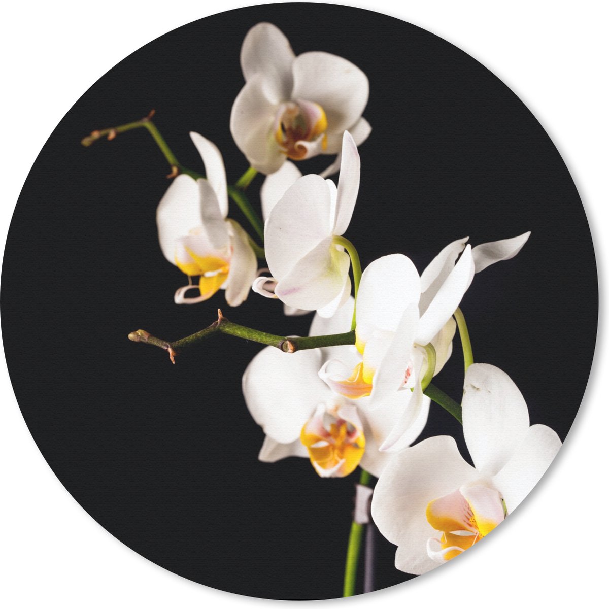 Muismat rond 40x40 cm - Mousepad Orchidee - Bloemen - Planten - Botanisch - Ronde muismatten