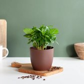 Bloempot Plantje.nl - Aveira - Koffie - P13 - Potmaat 13 cm
