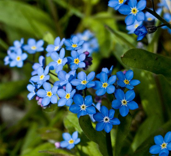 L'essentiel des fleurs : 1000 couleurs pour votre jardin - 5 sachets de graines
