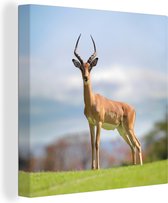 Canvas Schilderij Gazelle - Groen - Gras - 50x50 cm - Wanddecoratie