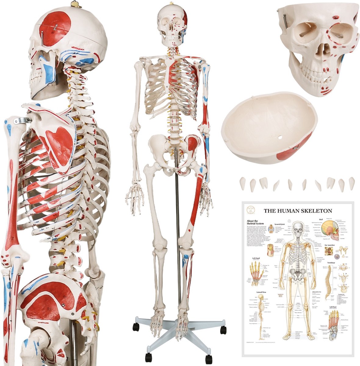 Anatomie skelet model, levensgroot met spier weergave