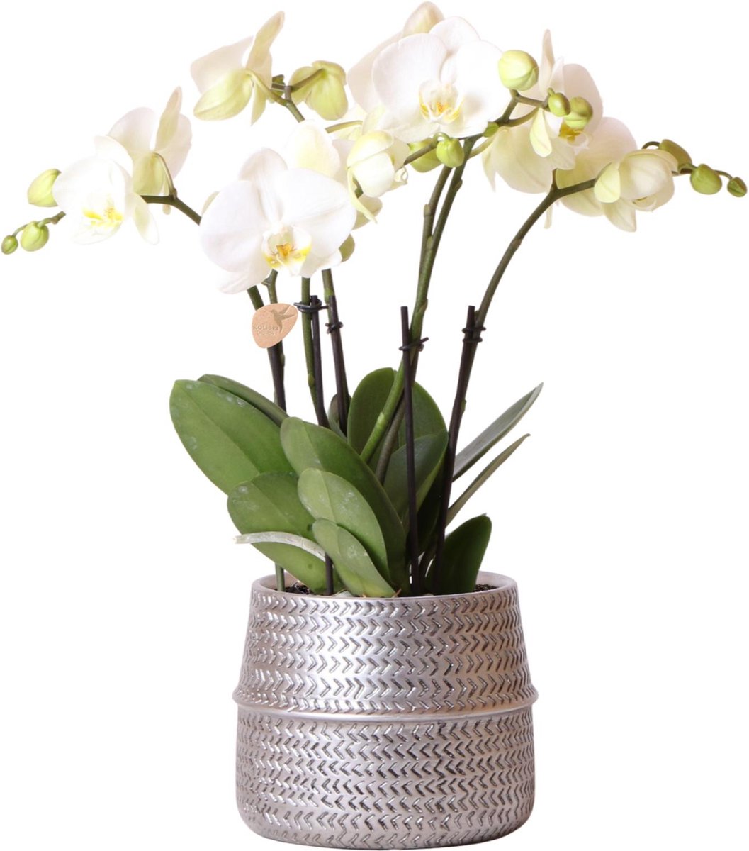 Kolibri Orchids | Witte phalaenopsis Ghent orchidee in Groove sierpot zilver - potmaat Ø12cm | bloeiende kamerplant in bloempot - vers van de kweker