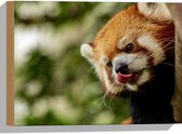 WallClassics - Hout - Kleine Rode Panda heeft Honger - 40x30 cm - 12 mm dik - Foto op Hout (Met Ophangsysteem)
