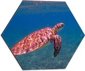 WallClassics - Dibond Hexagon - Schildpad Zwemmend in de Zee - 40x34.8 cm Foto op Hexagon (Met Ophangsysteem)