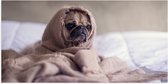 WallClassics - Poster Glossy - Cute Dog Under the Blanket - 100x50 cm Photo sur Papier Poster avec Finition Brillante