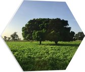WallClassics - PVC Schuimplaat Hexagon  - Grote Groene Bomen - 50x43.5 cm Foto op Hexagon (Met Ophangsysteem)