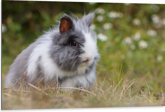 WallClassics - Dibond - Schattig Fluffy Konijntje - 105x70 cm Foto op Aluminium (Met Ophangsysteem)