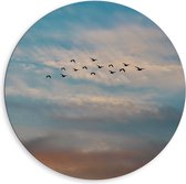 WallClassics - Dibond Muurcirkel - Groep Vliegende Vogels - 80x80 cm Foto op Aluminium Muurcirkel (met ophangsysteem)