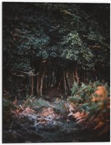 WallClassics - Dibond - Donker Groen Bos - 60x80 cm Foto op Aluminium (Met Ophangsysteem)