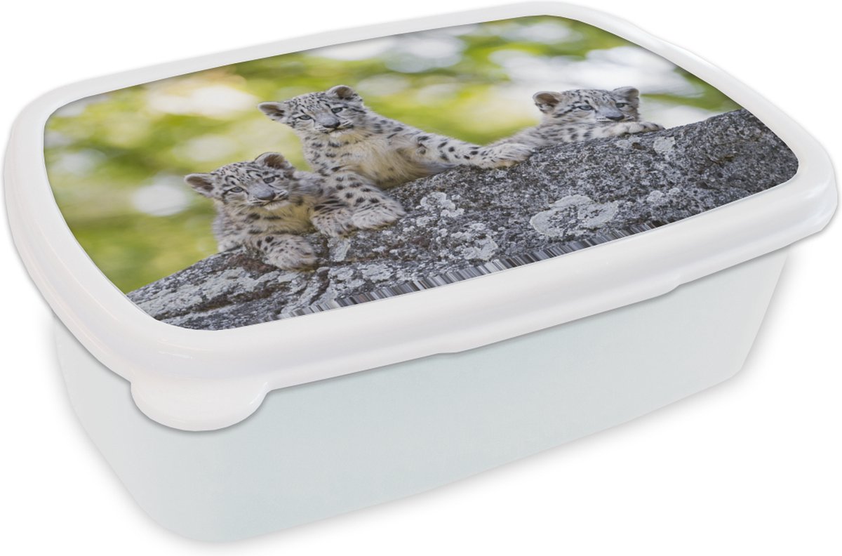 Broodtrommel Wit - Lunchbox - Brooddoos - Luipaard - Welpen - Stenen - 18x12x6 cm - Volwassenen