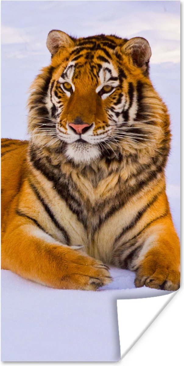Poster Tijger - Sneeuw - Winter - Dieren - 60x120 cm
