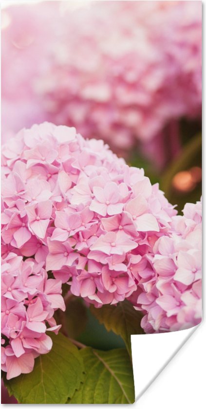 Poster Struik - Bloemen - Roze - Hortensia - 20x40 cm