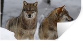 Stickers muraux - Film autocollant - Loup - Neige - Animaux - 160x80 cm - Film adhésif - Stickers muraux chambre enfant - Papier peint autocollant - Papier peint autocollant - Film autocollant